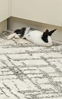 خرگوش رام نر ۵ ماهه