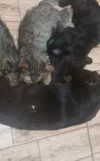 گربه ۵ماهه و ۳ماهه و باردار
