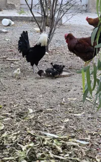 مرغ وخروس