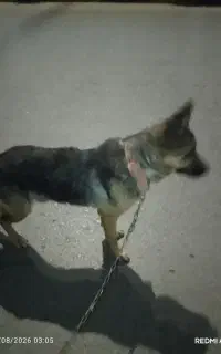 سگ ژرمن