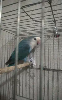 کوتوله برزیلی نر