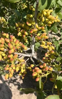 نهال پسته ارسال به سراسر کشور
