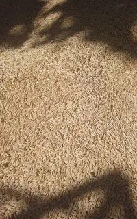 جوآبی بذری