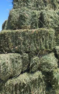 یونجه پرس شده