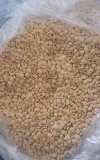 عدس خوشپخت