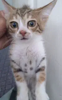 توله گربه ۲ ماهه
