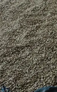 باقلا مازندرانی