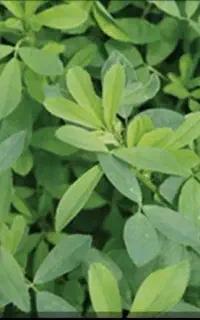 خرید یونجه بصورت خیس