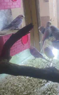 مرغ عشق و عروس هلندی