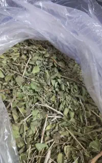 آویشن کوهی