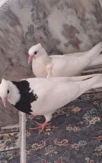 جوجه طوق