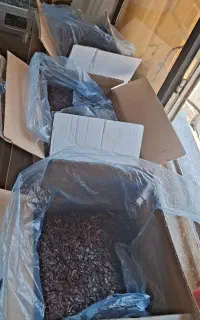 کشمش بی دانه آفتابی