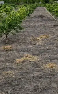 لوله 3/4 آبیاری قطره ای باغبانی