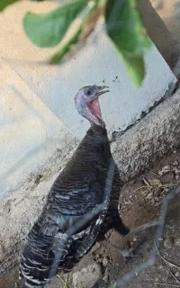 بوقلمون و مرغ و خروس