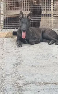 سگ مالینویز  ماده ۱۲ ماه