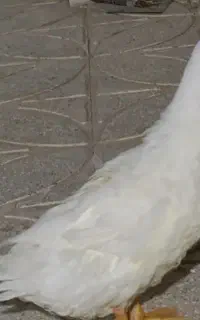 اردک