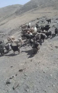 بزفروشی