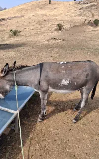 جودریژی مه ری به ضمانت