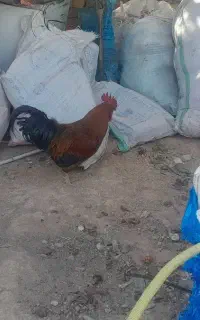 مرغ وخروس محلی تخم گذار