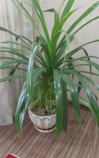 گل طبیعی گندمی