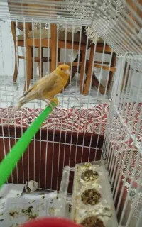 قناری ماده سوخته جفت سهره