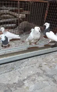 طوقی