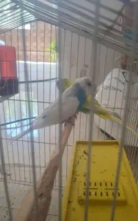 مرغ عشق نیمه هلندی