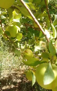 اجارە باغ سیب