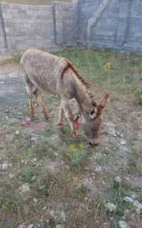 ماده