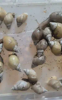 فروش حلزون خانگی