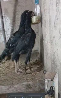 لاری اوشامو