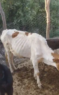 گاو داشتی جوان با گوساله