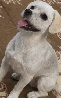 سگ گمشده