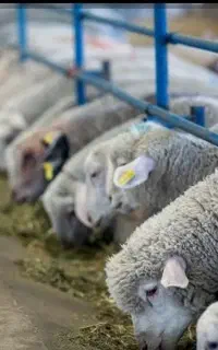 همـراه باسـلاخ حـرفه ای  فروش زنده گوسفند