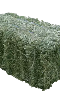 فوش یونجه
