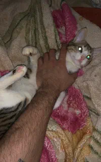 گربه واگذاری رایگان فوری