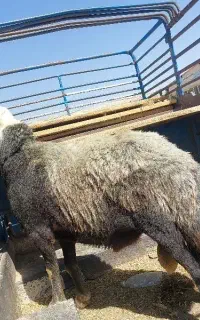 شیشک‌قوچ