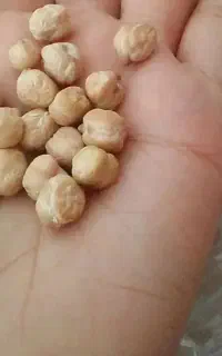 نخود بذری
