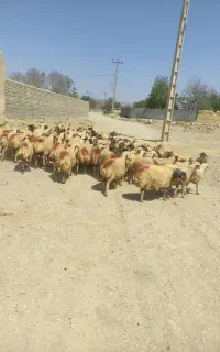 میش داشتی