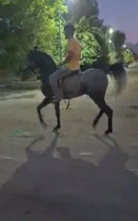 اسب