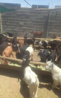 کهره
