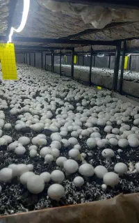 کمپوست قارچ برای باغ