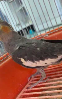 عروس هلندی جوجه