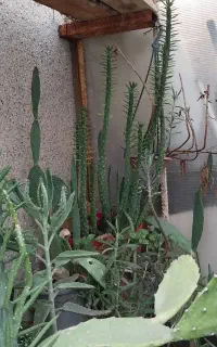 انواع گل