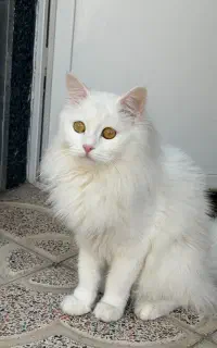 گمشده
