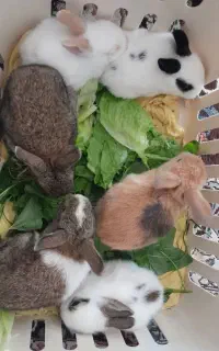 خرگوش