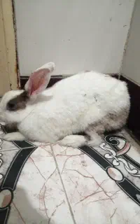 خرگوش