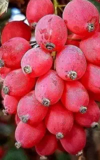 نهال زرشک پفکی