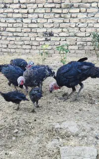 بوقلمون نر و ماده محلی