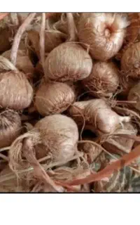 پیاز زعفران